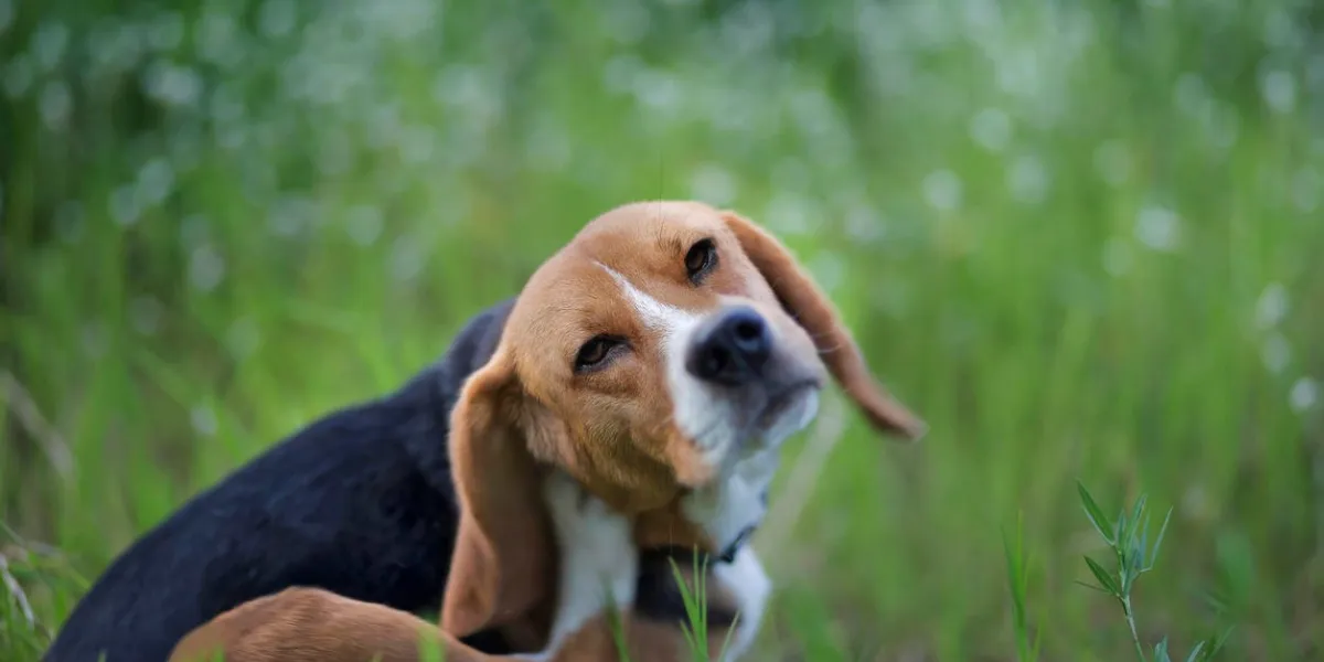 beagle dog scratches its body in the wiild flower field