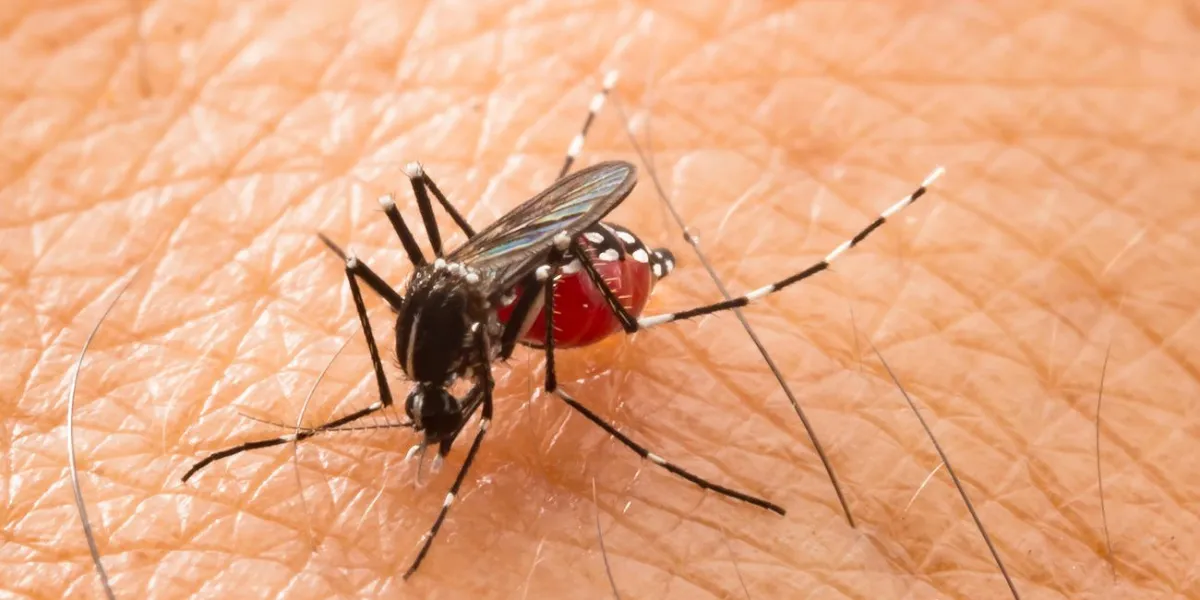 aedes aegypti mosquito close up a mosquito sucking human blood,mosquito vector-borne diseases,chikungunyadengue feverrift valley feveryellow feverzikamosquito on skin