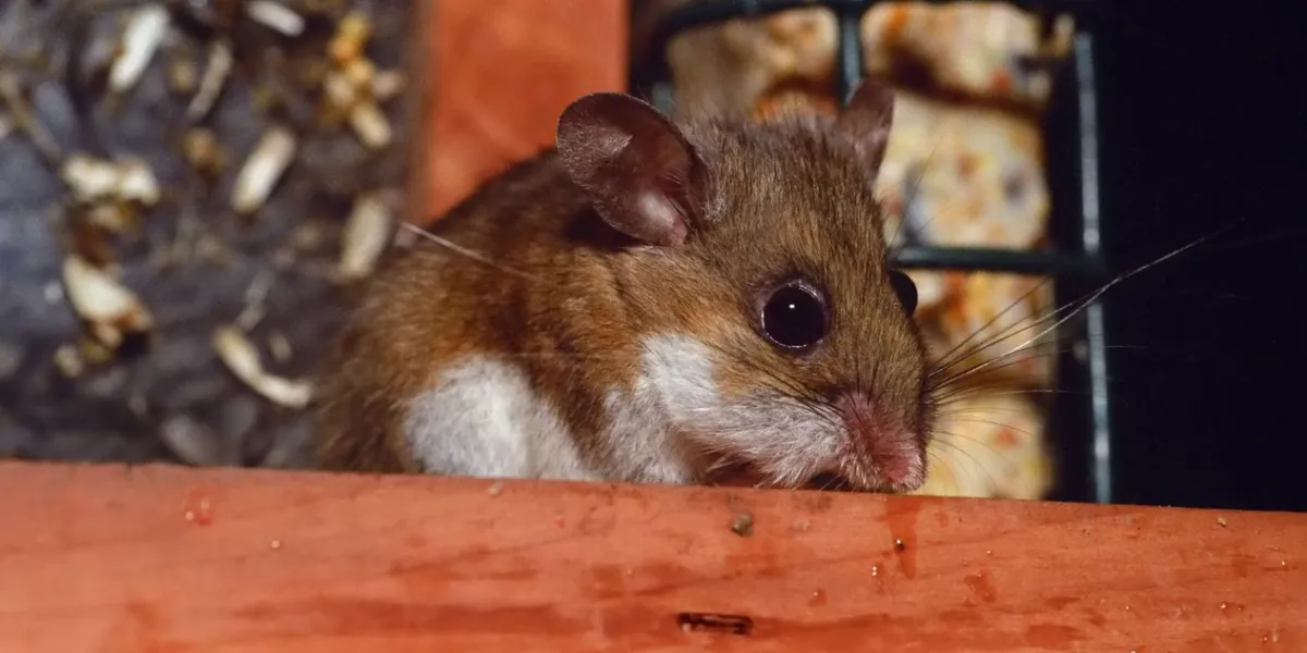 deer mouse in bird feeder