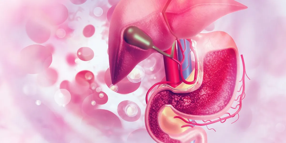 human digestive system