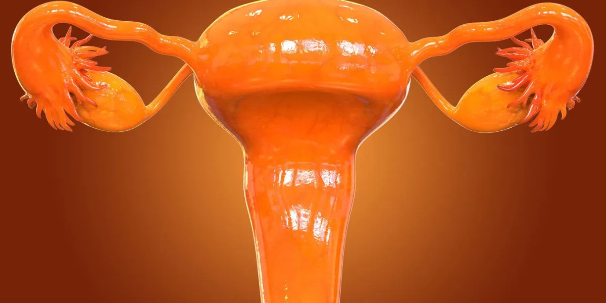 illustration 3d du système reproducteur féminin