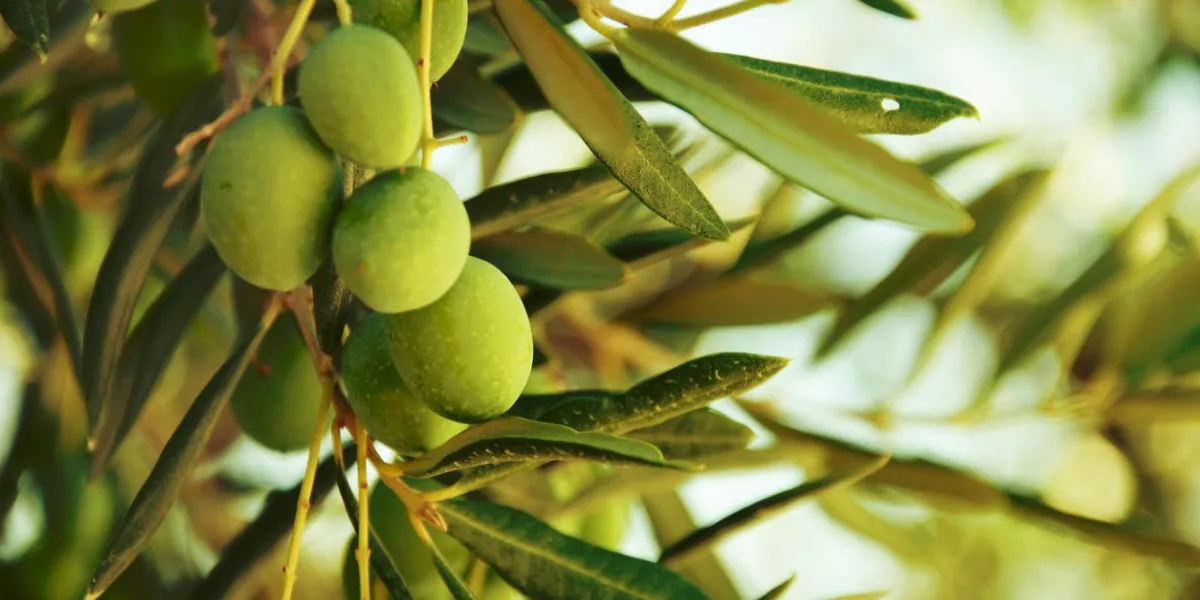 olives sur l'olivier en automne saison nature image
