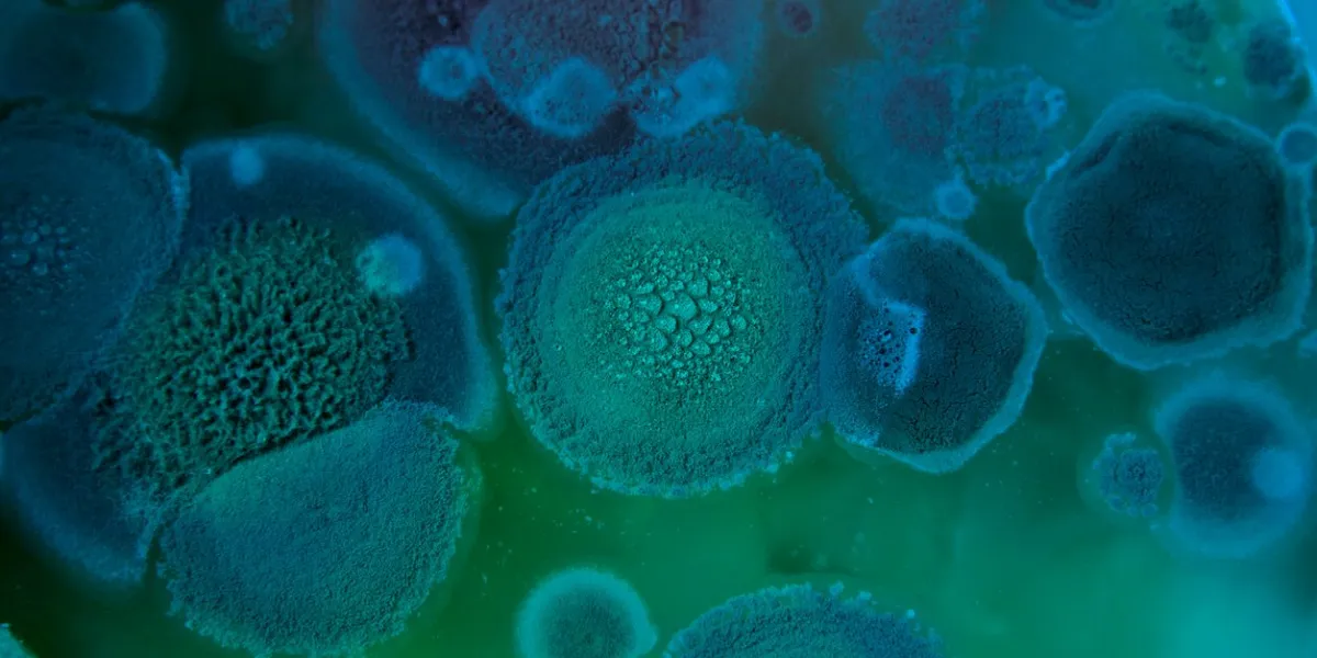 beautiful abstract photography of mold in a pan