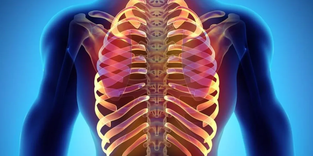 illustration 3d des côtes - partie du squelette humain