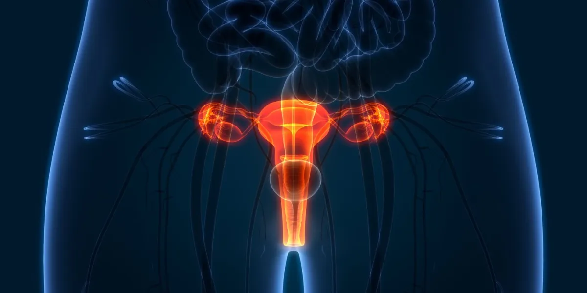 3d illustration of female reproductive system anatomy