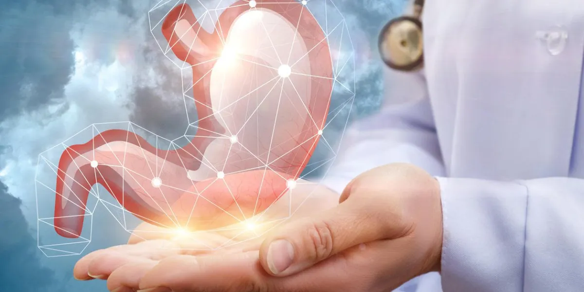 soutenir la santé de l'organe interne de l'estomac dans les mains du médecin