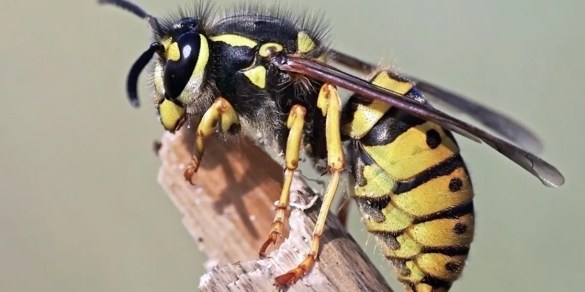 vespula germanica