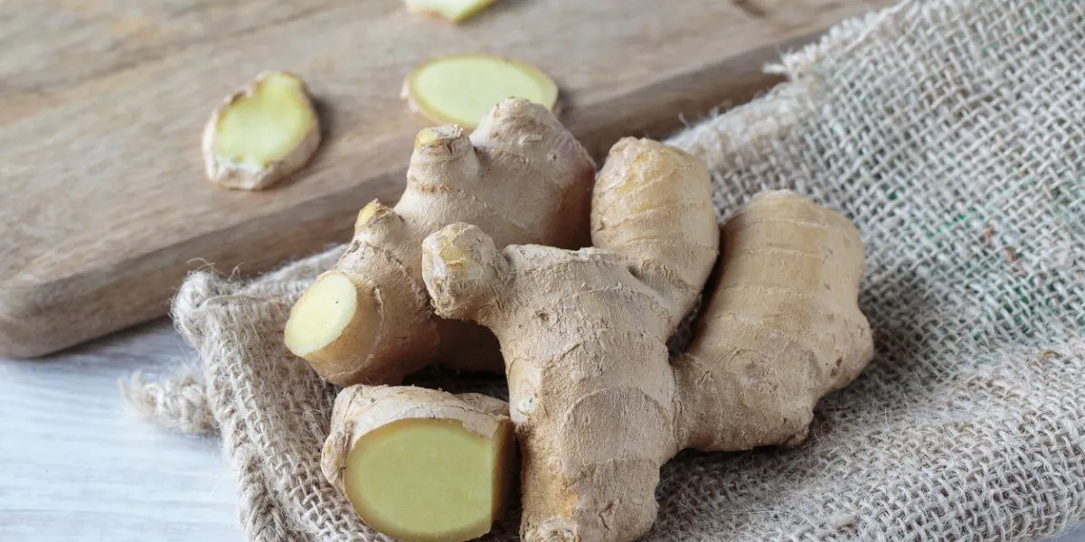 racine de gingembre saine fraîche sur le tissu de jute