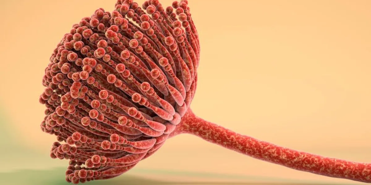 fungi aspergillus, black mold which produce aflatoxins and cause pulmonary infection aspergillosis, 3d illustration