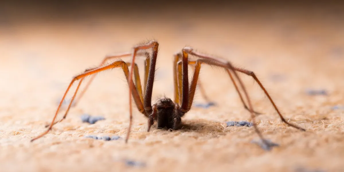 backlit shot of a large house spider