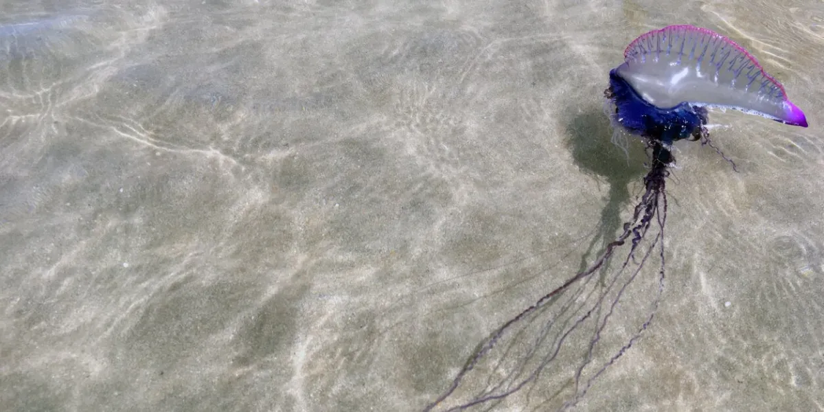 the portuguese caravel