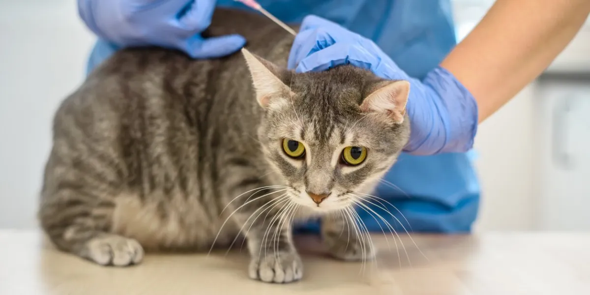 female veterinarian doctor is giving an injection to a grey cat