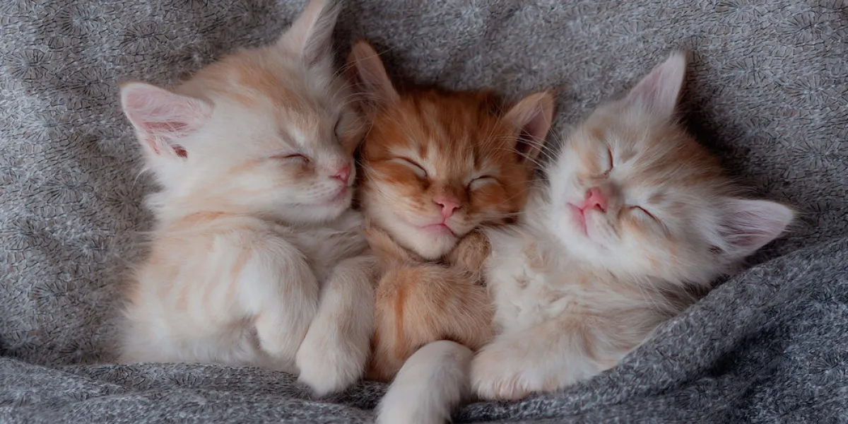 ginger kitten on couch under knitted blanket two cats cuddling and hugging domestic animal sleep and cozy nap time home pet young kittens cute funny cats at home