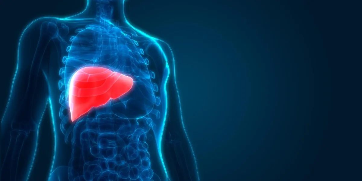 3d illustration of human liver anatomy