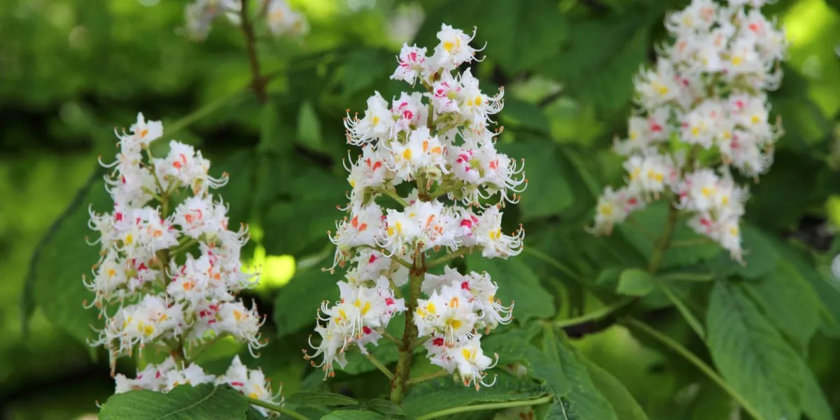 marronnier (aesculus hippocastanum, conker tree) fleurs