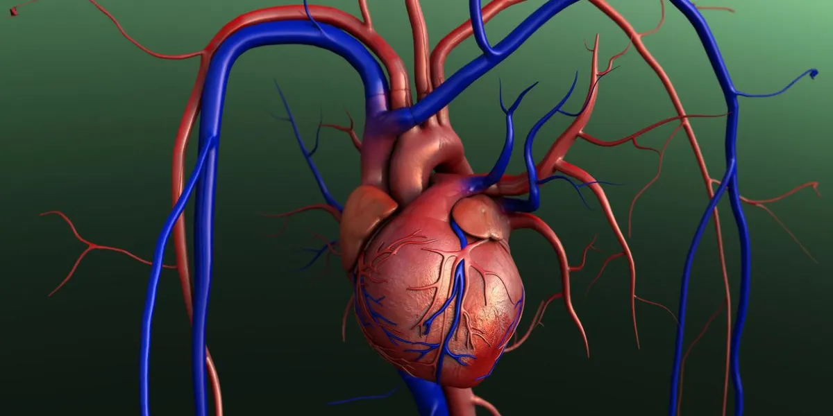 modèle de coeur, modèle de coeur humain, tracé de détourage complet inclus, coeur humain pour étude médicale