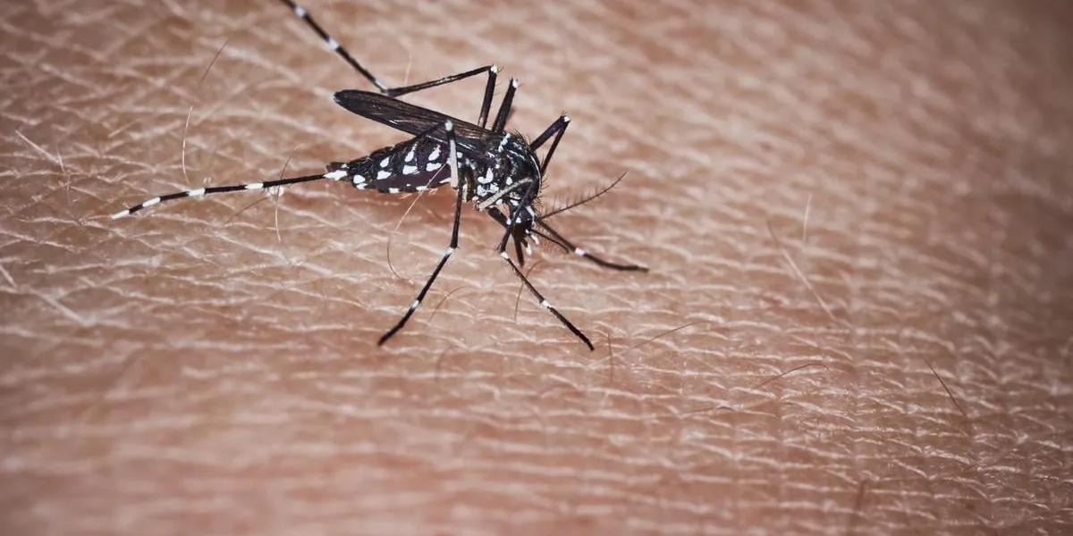 tiger mosquito sucking blood on human skin