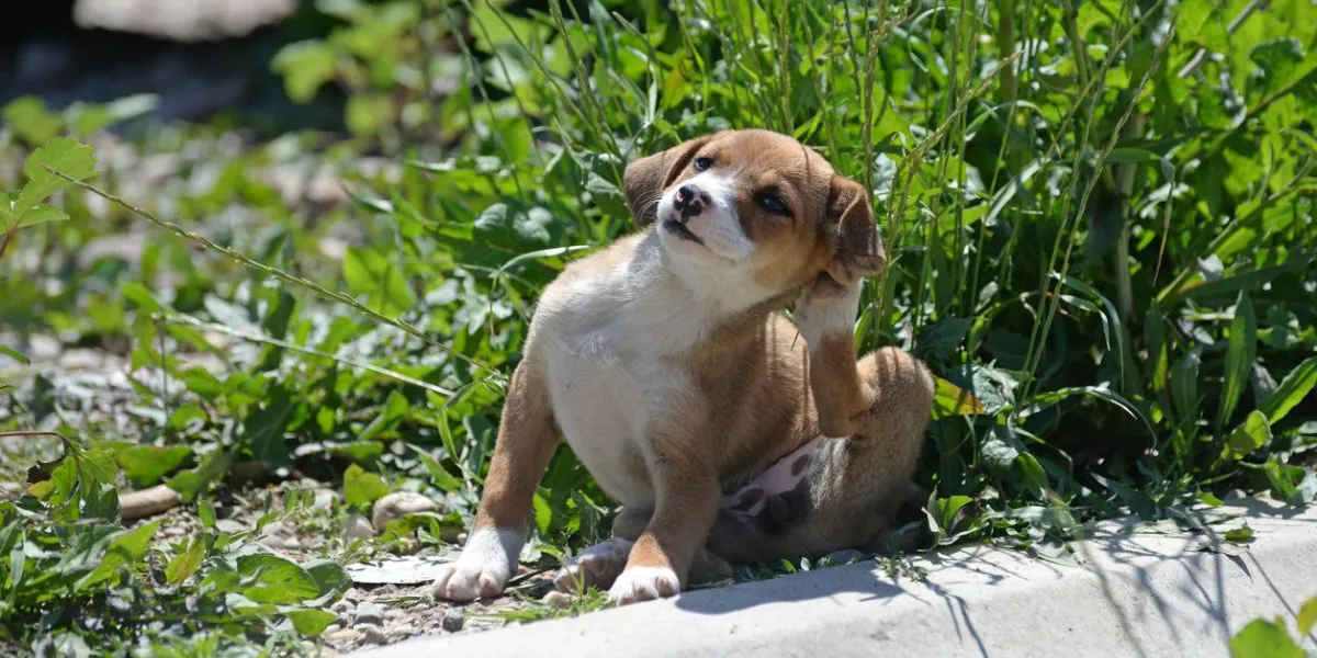 puppy scratching fleas in the grass next to the curb