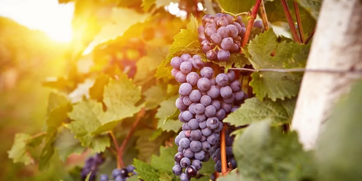 vineyards at sunset in autumn harvest ripe grapes in fall toned