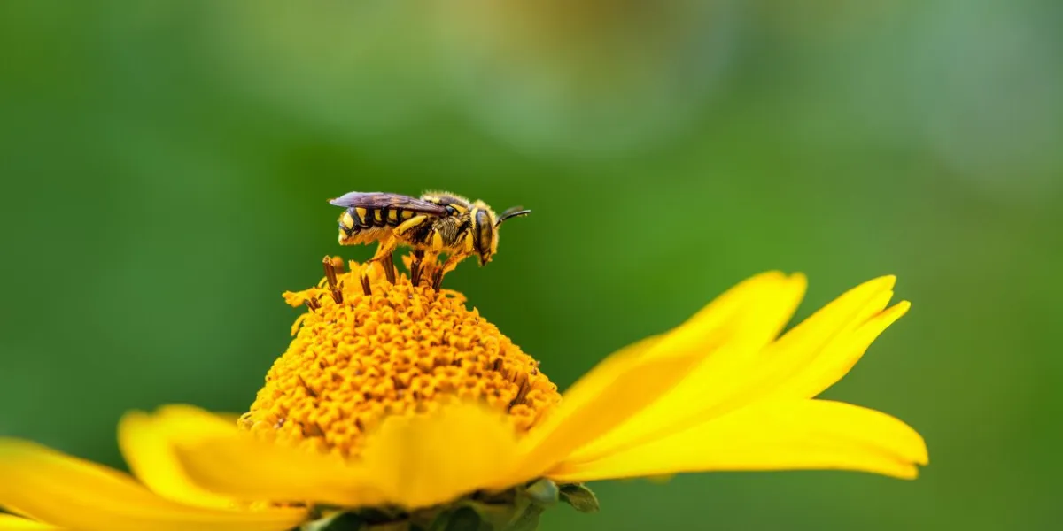 bee close-up of a large striped bee sitting on a yellow flower and collects nectar on a green background spring background