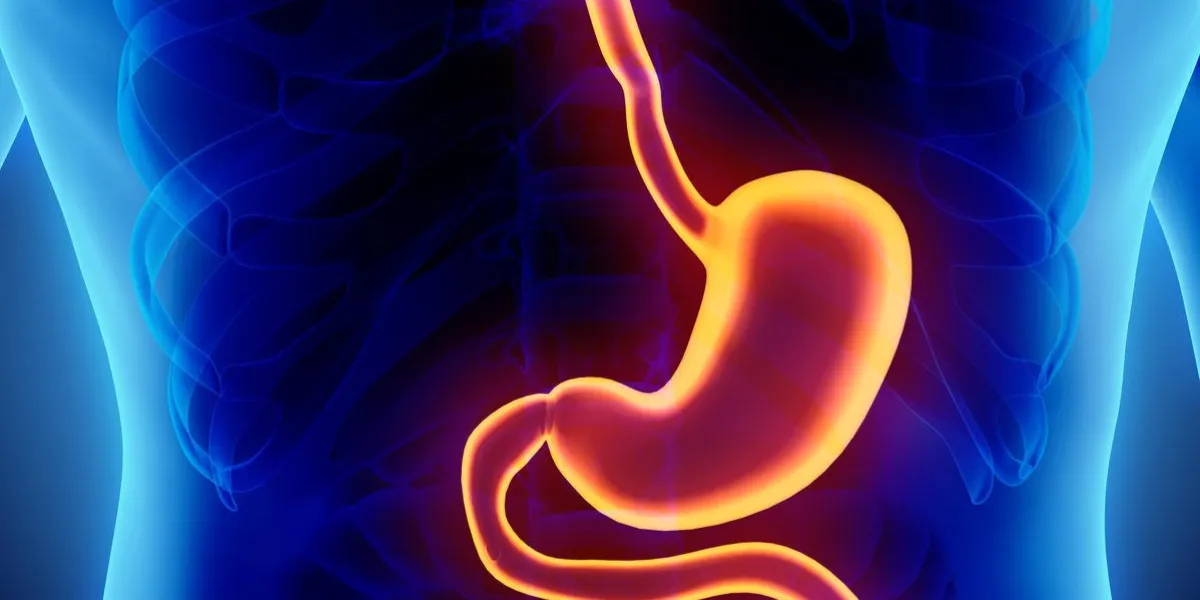 illustration 3d de l'estomac, partie du système digestif, détail de l'anatomie