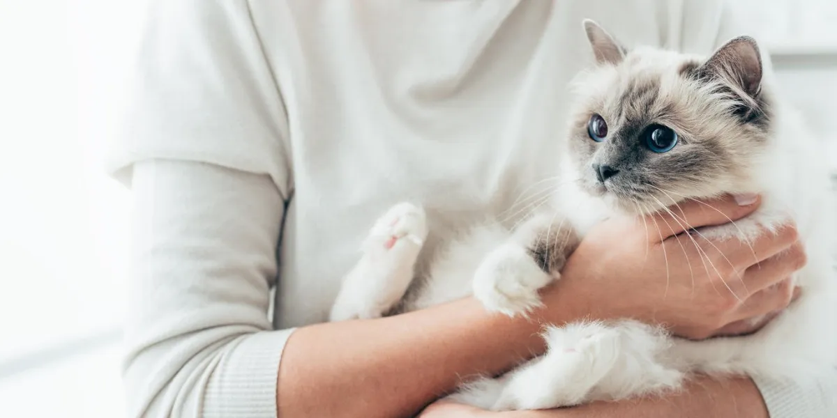 femme à la maison tenant son beau chat birman, intérieur de la chambre sur le fond, les animaux domestiques et le concept de style de vie