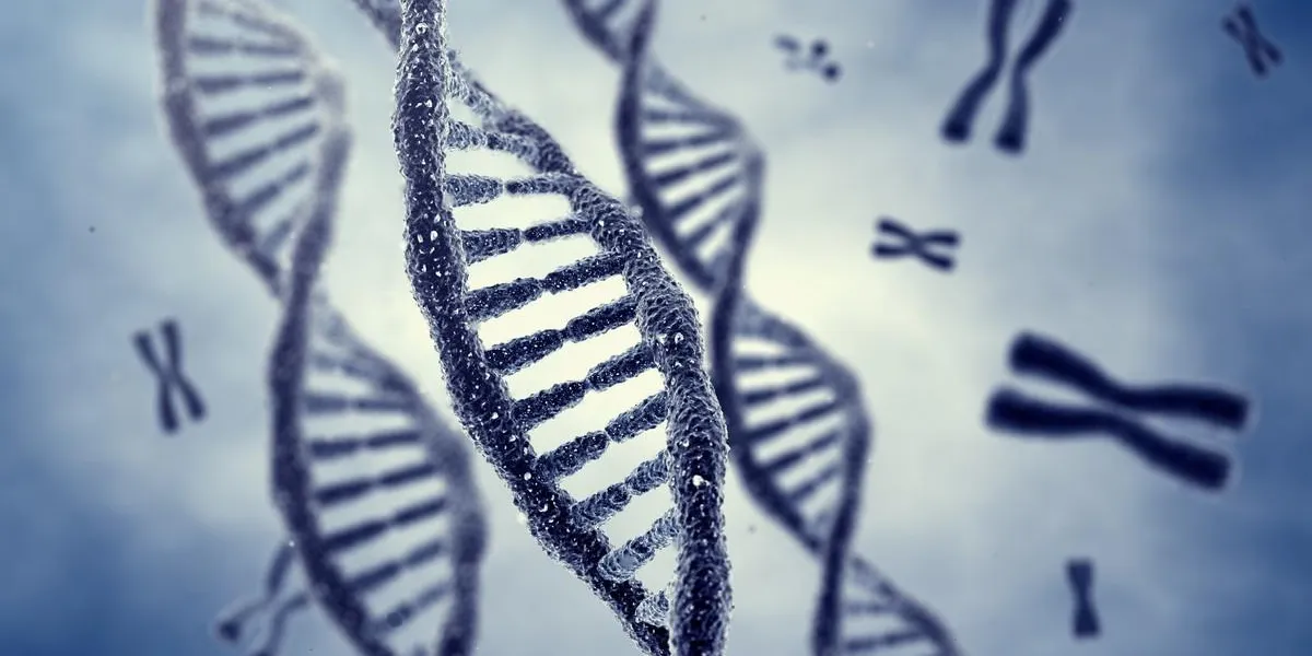 dna double helix molecules and chromosomes