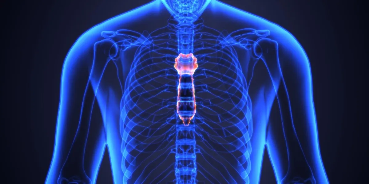 the sternum or breastbone is a long flat bone located in the center of the chest it connects to the ribs via cartilage and forms the front of the rib cage, thus helping to protect the heart, lungs, and major blood vessels from injury