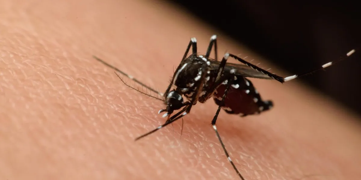 macro, de, moustique, sucer, sang, fin, haut, sur, les, humain, peau, moustique, est, porteur, de, malaria, encéphalite, dengue, et, virus zika