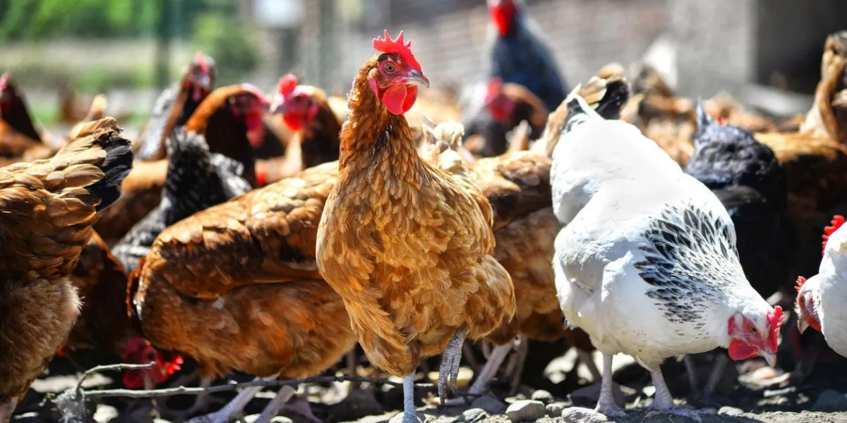 poulets sur une ferme avicole traditionnelle en plein air