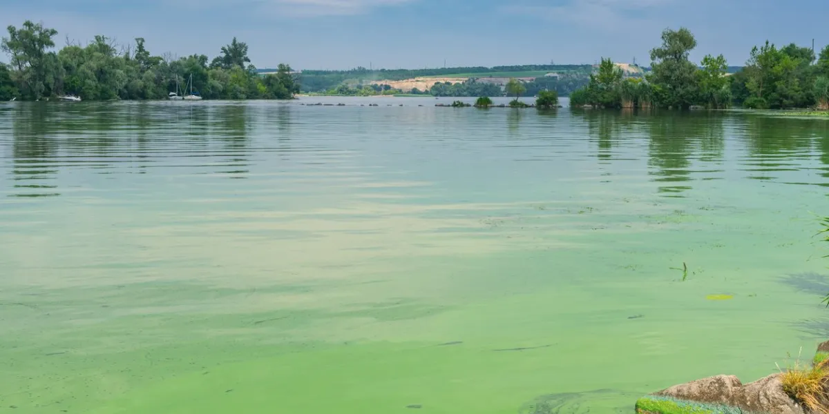 summer landscape with dnipro river covered with cyanobacteria at june cloudy day near dnipro city, ukraine