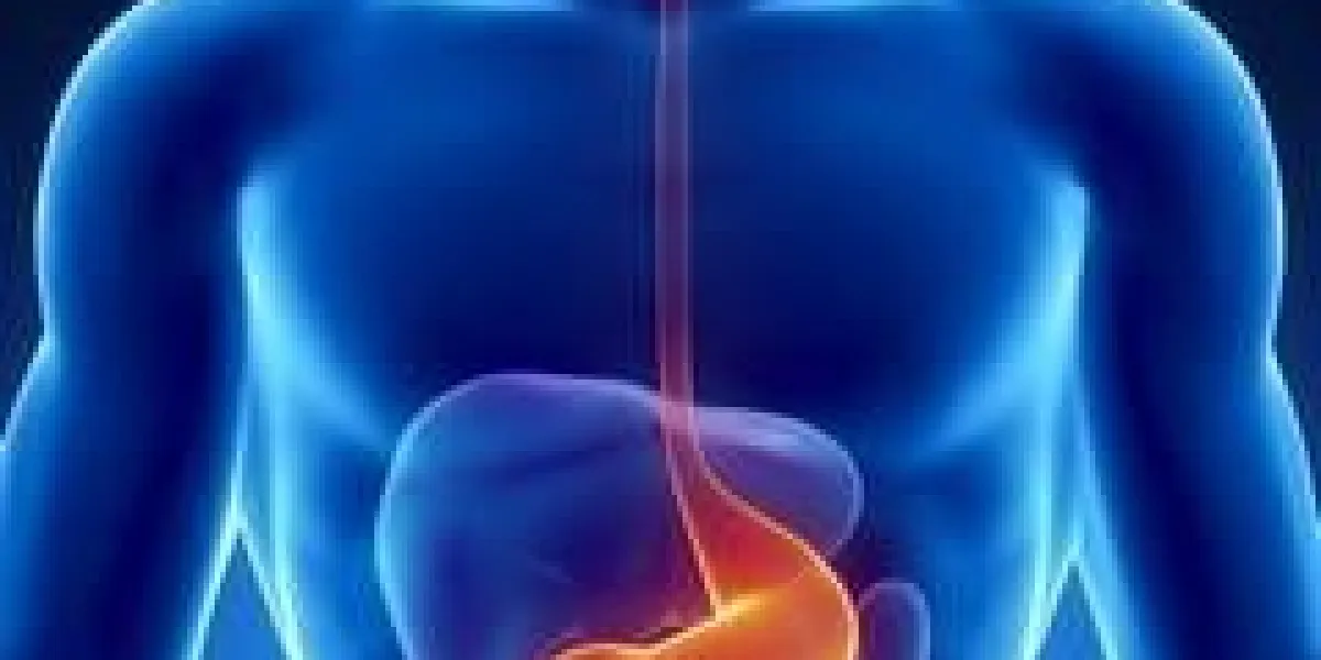 anatomie masculine des organes humains en vue aux rayons x