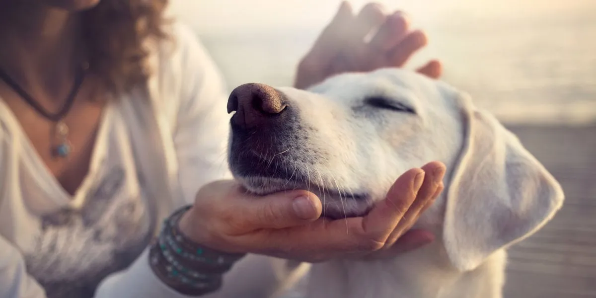 owner caressing gently her dog