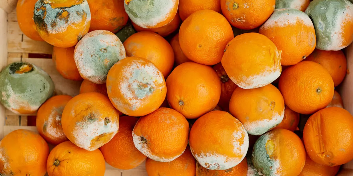 a rotting orange covered in mold damage to food in the warehouse