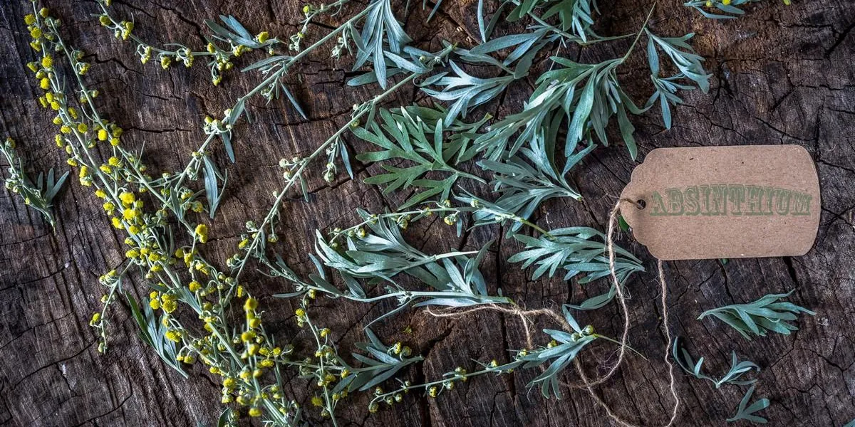 absinthium on wooden background
