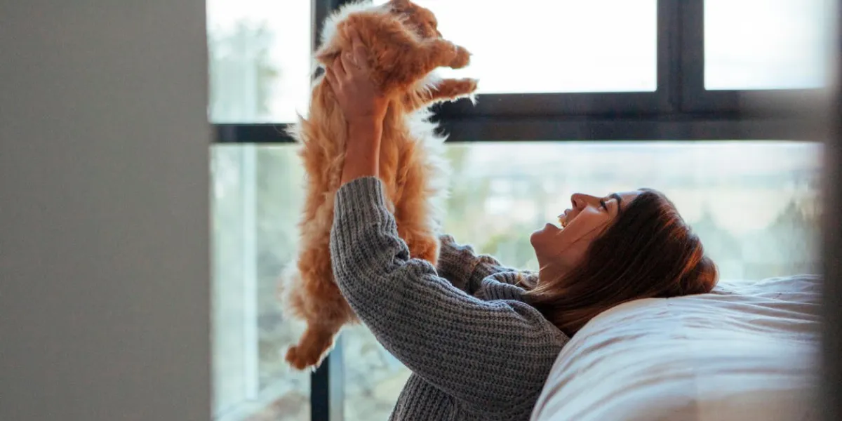 healthy cat at home playing with owner