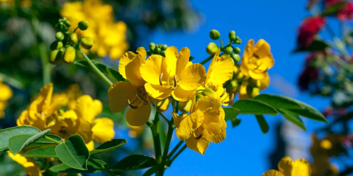 chinese, senna, cassia