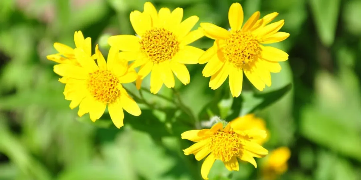arnica nord-américaine (arnica chamissonis)