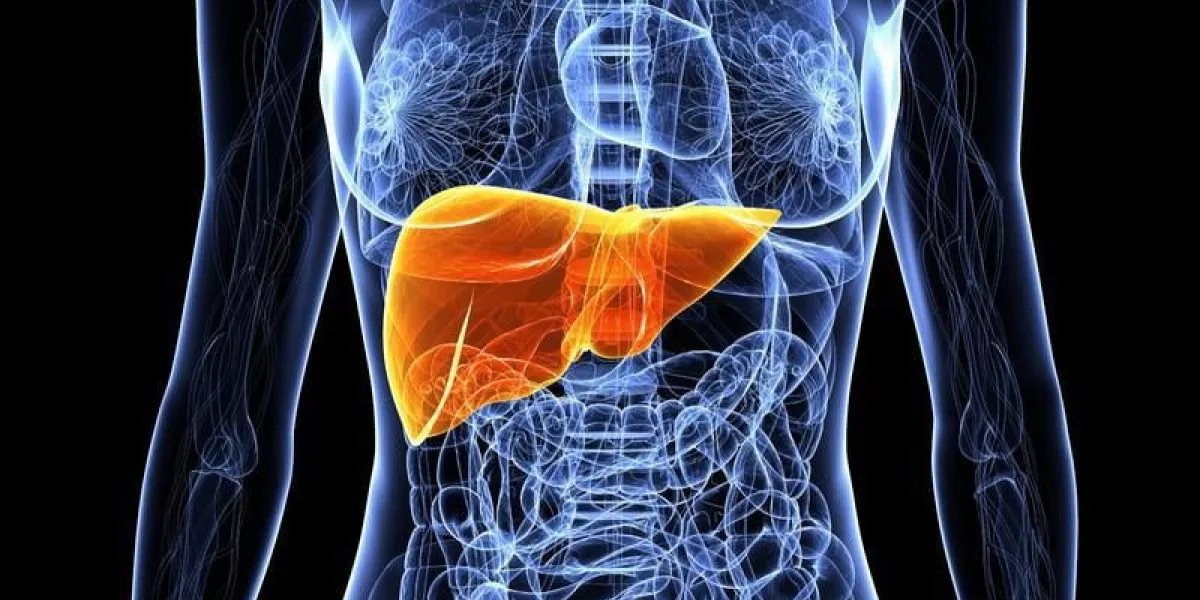 illustration de foie féminin