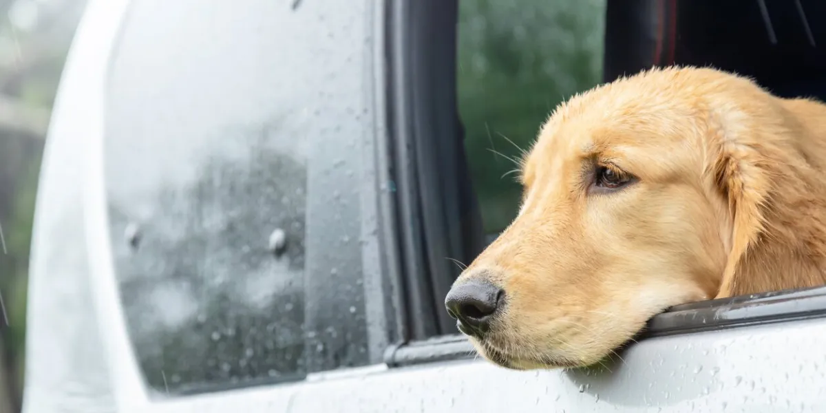 brown dog (golden retriever) sitting in the car at the raining day traveling with animal concept