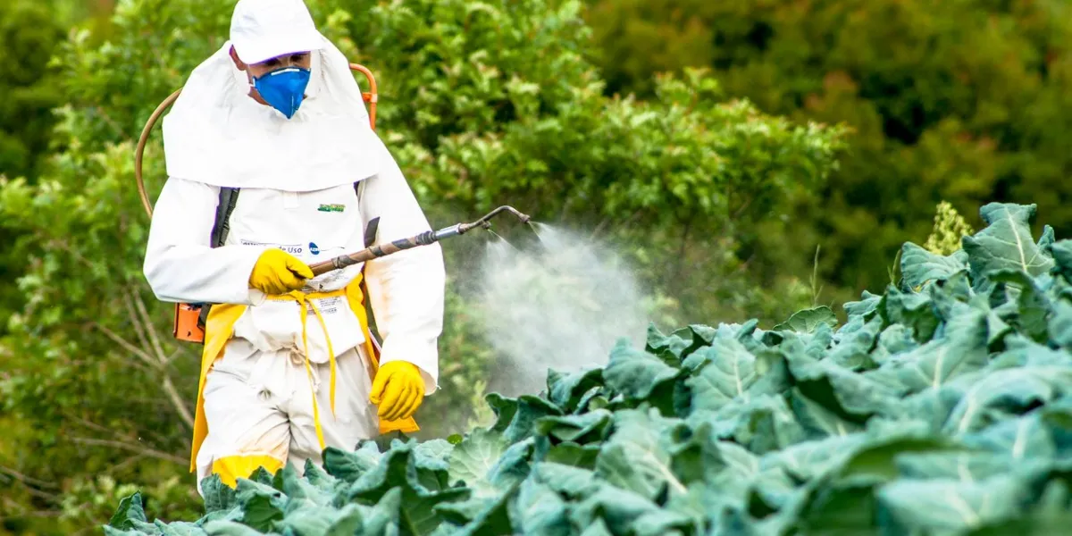 capao bonito, sao paulo, brazil, december 18, 2009 farmer with manual pesticide sprayer on cabbage field in sao paulo state