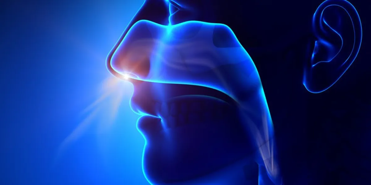 sinuses - breathing   human anatomy