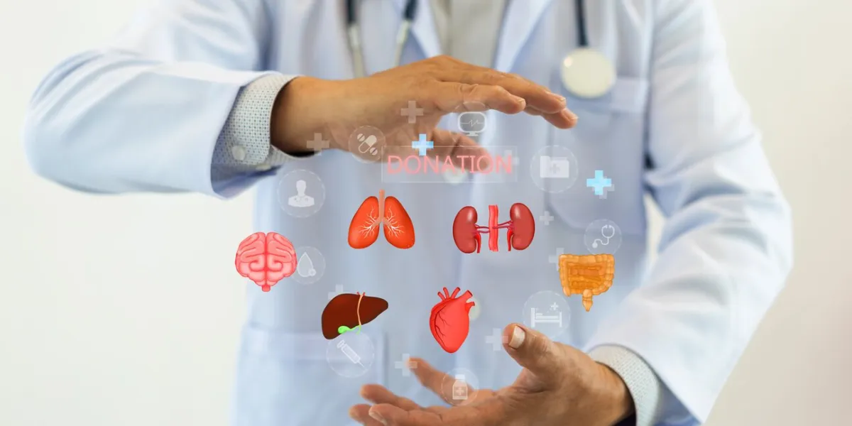 concept of organ donation and transplantation, doctor holds with virtual icons of various human organs, including the brain, lungs, heart, liver, kidneys, and intestines, saving lives organ donation