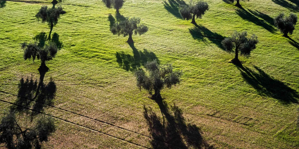 la photo prise le 14 décembre 2023 montre les champs d'oliviers dans la matinée près de villafranca de los barros, en espagne photo par meng dingbo xinhua abacapresscom