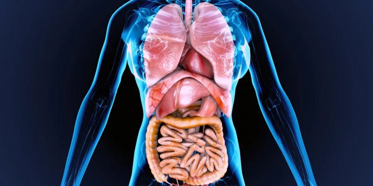 3d illustration of human body organs anatomy