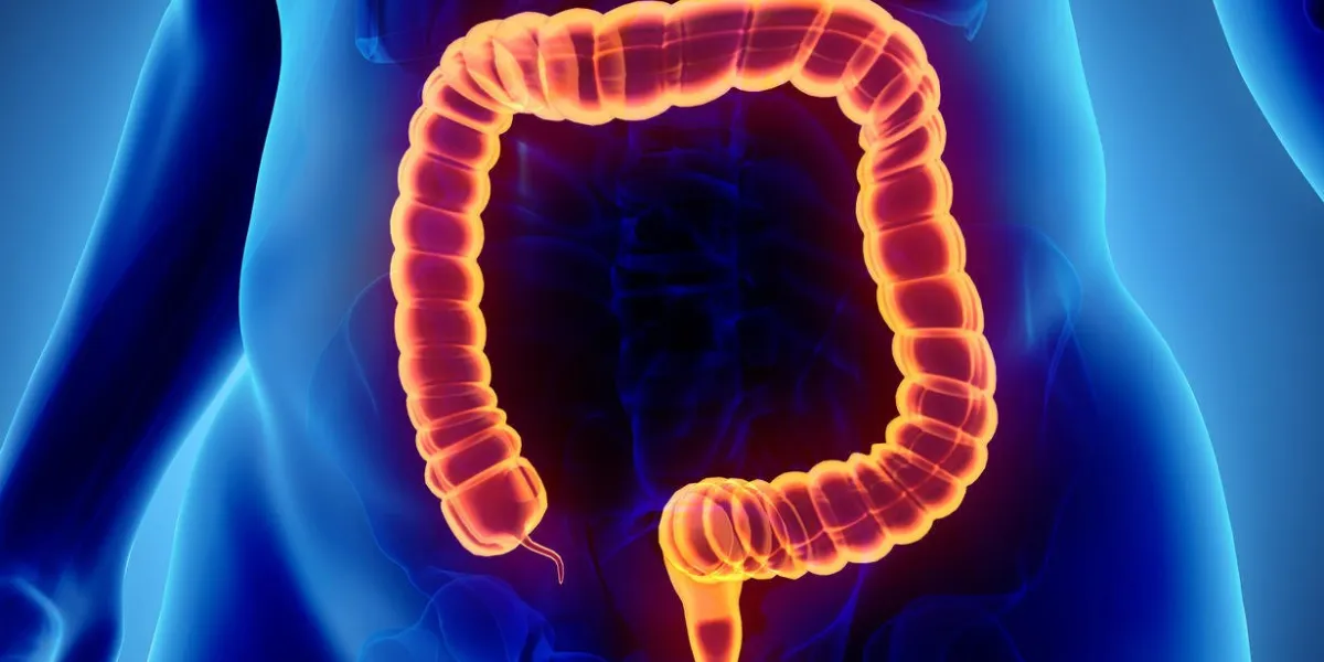 illustration 3d du gros intestin, partie du système digestif
