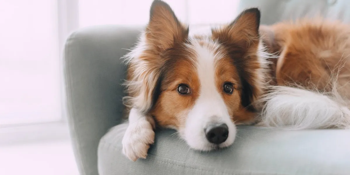 sad border collie put his head on the sofa and looking in the camera