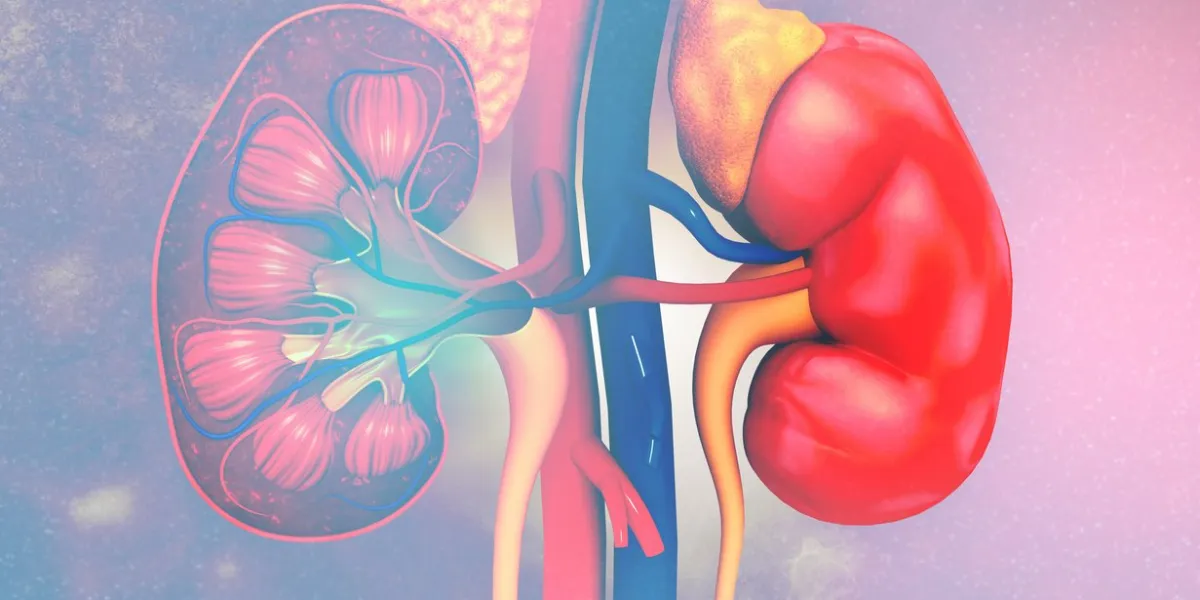 human kidney cross section anatomy 3d render