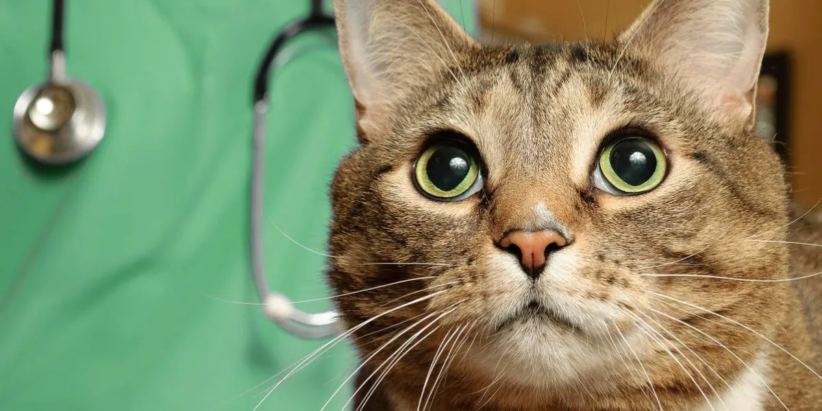 cat with veterinarian at clinic