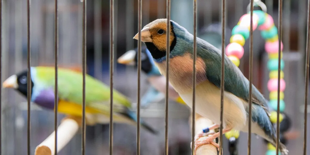 multiple golden finch birds in a cage